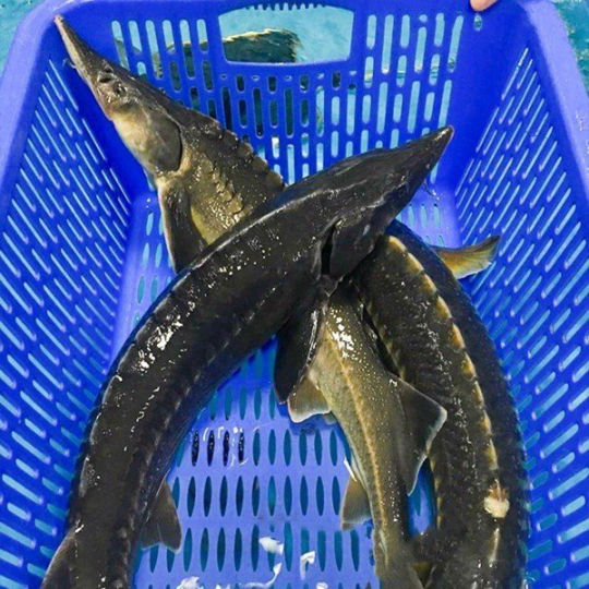 cá tầm