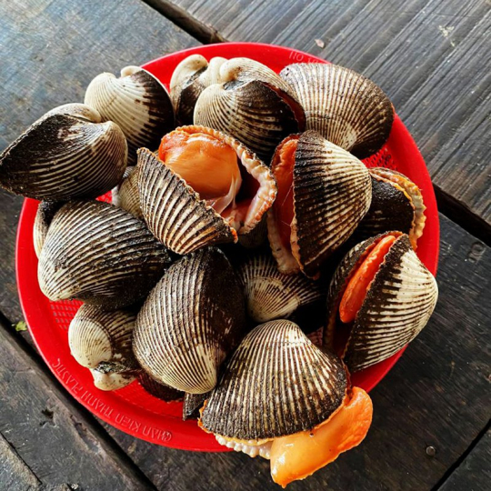 sò lông